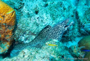 Malendure - îlet Pigeon
